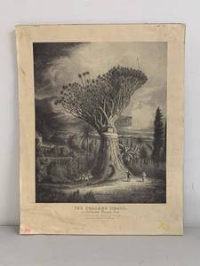 Antique Dracaena Draco Dragon Tree Engraving Print by J.J. Williams