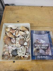 Seashells Assortment - Mixed Ocean Shells with Coral Fragments