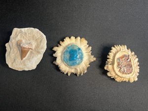 Sunburst Fossil Fragments in Beige Sandstone Inc Moose Picture Buckle, Unknown Tooth & Moose Antler