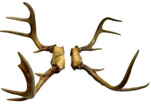 Whitetail Deer Antlers Pair - Natural Brown Tone, Large Beams
