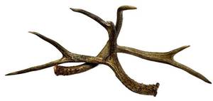 Deer Antler - Natural Multi-Tine Display Antler for Rustic Decor&nbsp