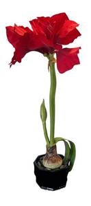 P - Faux Florals - Red Flower