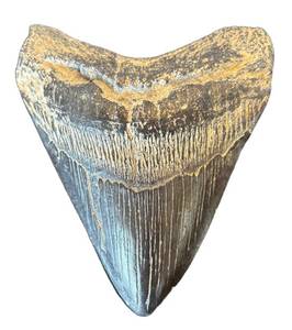 K - Decorative Faux Shark Tooth Replica