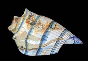 UL - Marty Hook Blown Glass Conch Shell