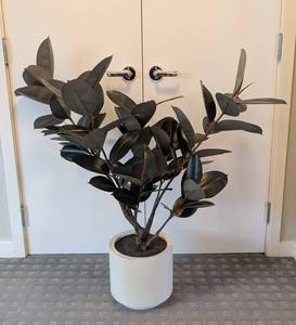UL - Faux Rubber Plant - 3.5 ft Tall in White 10-in Pot