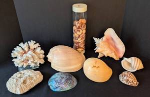 LB - Assorted Seashells Collection - Large 8 x 4.5 in Shell, Coral & Abalone
