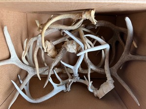 Box FULL of Genuine Deer ANtlers