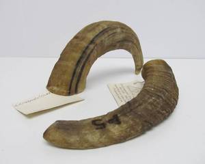 Genuine Rams Horns