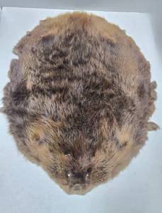 Nice Large Tanned Genuine Beaver Pelt&nbsp