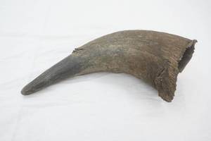 Vintage BuffaloBison Horn