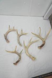 Antlers