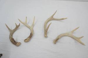 Antlers