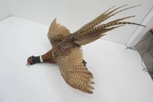 Vintage Pheasant Mount