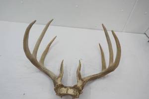 Deer Antlers