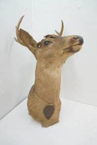 Vintage Buck Mount
