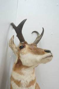 Vintage Antelope Mount