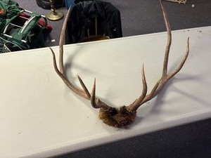 Set of elk antlers