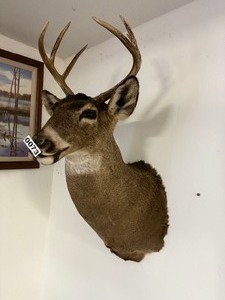 6 Pt. Wall mount buck