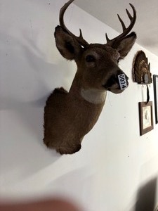 8 Pt. Wall mount buck