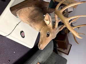 Singing buck wall mount with remote and microphone