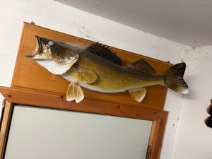 Walleye Mount on wooden plaque