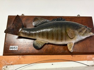 Small Mouth Bass mount