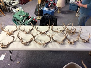 Large lot of deer antlers