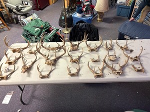 Large lot of deer antlers