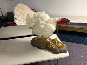 Albino full body wild white turkey mount