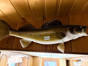 Walleye fish mount