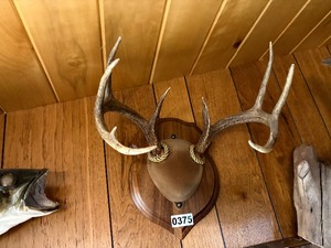 Large whitetail rack on wooden plaque
