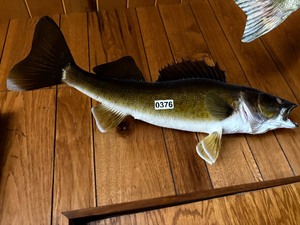 Walleye fish mount