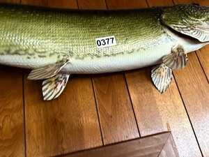 Northern pike fish mount