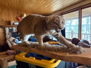 Bobcat mount