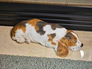 Plaster Mold Basset Hound Statue