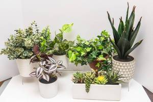 Variety of Artificial Plants