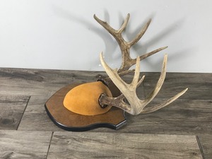 10 Point Buck - Says on the back measures 115 48