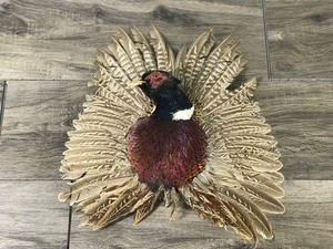 Taxidermy Wall Hanging Pheasant
