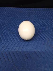 Real ostrich egg