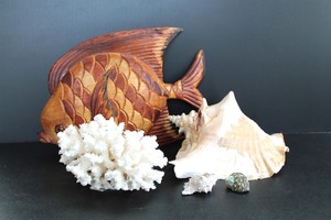 Fish, Shell & Coral