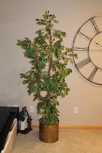 Ficus Tree