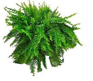 Large Artificial Fern Plant for Pots or Decor $44.99 Retail - Brand New