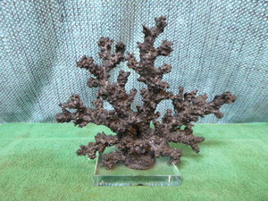 Black Coral