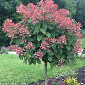 Quick Fire hydrangea  - about 5 ft Tall In nursery Pot