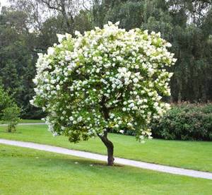 Japanese tree lilac Syringa reticulata - about 8 ft Tall