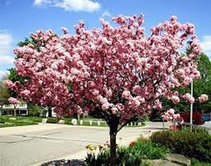 Coral Burst Crabapple Tree