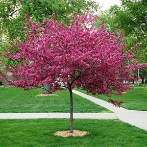 Royal Raindrop Crabapple Tree
