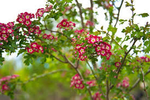 Crimson Cloud Crabapple Tree