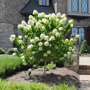 Limelight Panicle Hydrangea