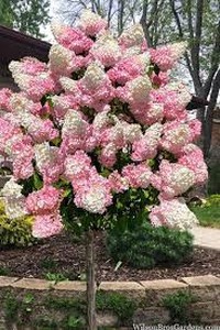 First Editions Vanilla Strawberry Hydrangea Tree Form - Panicle Hydrangea